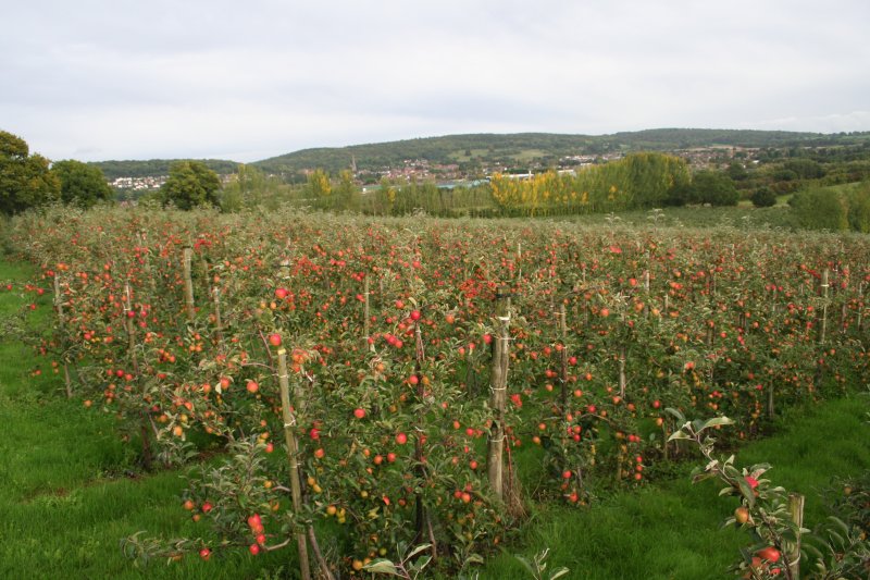 Views of Ledbury from Redbank Farm